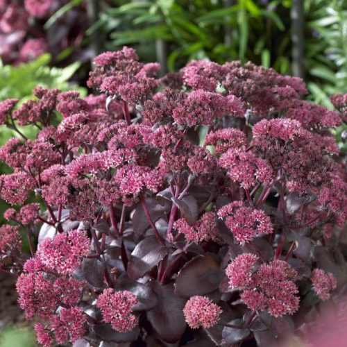 Varjúháj – Sedum 'Purple Emperor'