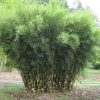 Ernyőbambusz – Fargesia robusta 'Campbell'