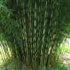 Ernyőbambusz – Fargesia robusta 'Campbell'
