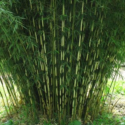 Ernyőbambusz – Fargesia robusta 'Campbell'