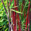 Bambusz – Fargesia scabrida