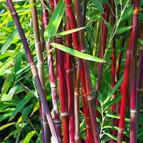 Bambusz – Fargesia scabrida
