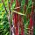 Bambusz – Fargesia scabrida