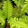 Borzas pajzsika – Dryopteris atrata