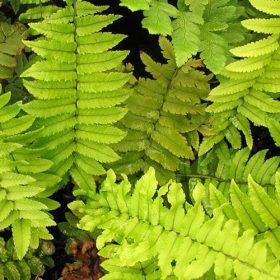 Borzas pajzsika – Dryopteris atrata