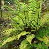 Borzas pajzsika – Dryopteris atrata