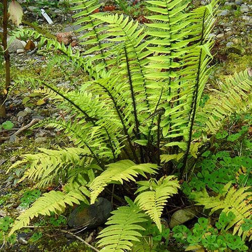 Borzas pajzsika – Dryopteris atrata
