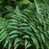 Bajnok páfrány – Dryopteris championii