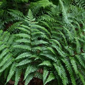 Bajnok páfrány – Dryopteris championii