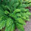 Bajnok páfrány – Dryopteris championii