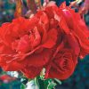 Futórózsa – Rosa 'Don Juan'