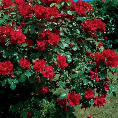Futórózsa – Rosa 'Don Juan'