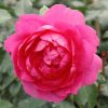 Futórózsa – Rosa 'Parade'