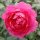 Futórózsa – Rosa 'Parade'