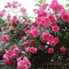 Futórózsa – Rosa 'Parade'