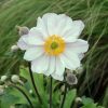 Szellőrózsa – Anemone hupehensis 'Rapunzel'