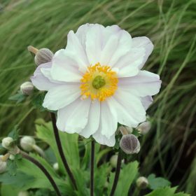 Szellőrózsa – Anemone hupehensis 'Rapunzel'