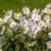 Szellőrózsa – Anemone hupehensis 'Rapunzel'