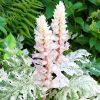 Medveköröm – Acanthus mollis 'Whitewater'