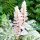 Medveköröm – Acanthus mollis 'Whitewater'