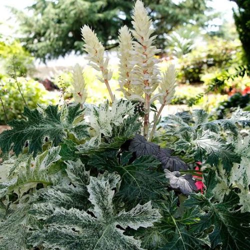 Medveköröm – Acanthus mollis 'Whitewater'