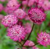 Völgycsillag – Astrantia major 'Cerise Button'