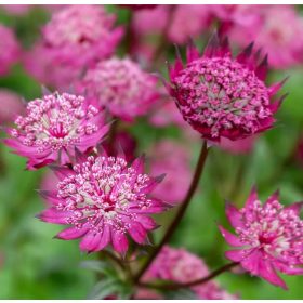 Völgycsillag – Astrantia major 'Cerise Button'