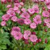 Völgycsillag – Astrantia major 'Cerise Button'