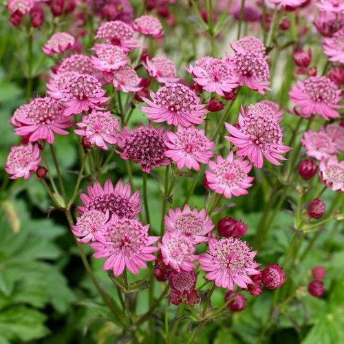 Völgycsillag – Astrantia major 'Cerise Button'