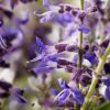 Sudárzsálya – Perovskia atriplicifolia 'Zephyr Blue'