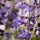 Sudárzsálya – Perovskia atriplicifolia 'Zephyr Blue'