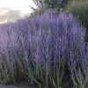 Sudárzsálya – Perovskia atriplicifolia 'Zephyr Blue'