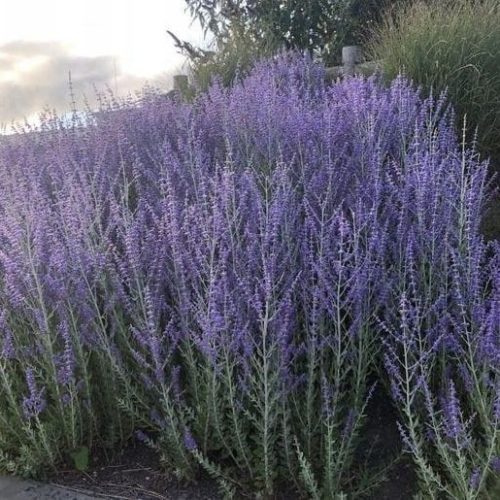 Sudárzsálya – Perovskia atriplicifolia 'Zephyr Blue'