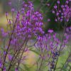 Vasfű – Verbena × baileyana 'Purple Haze'
