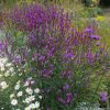 Vasfű – Verbena × baileyana 'Purple Haze'