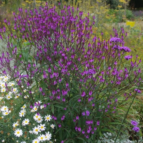 Vasfű – Verbena × baileyana 'Purple Haze'