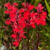 Lobélia – Lobelia × speciosa 'Starship Scarlet'