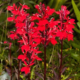   Lobélia – Lobelia × speciosa 'Starship Scarlet'
