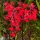 Lobélia – Lobelia × speciosa 'Starship Scarlet'