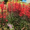 Lobélia – Lobelia × speciosa 'Starship Scarlet'