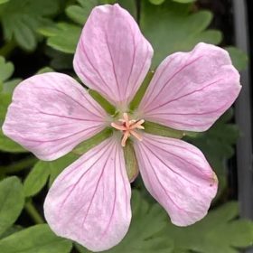 Gólyaorr – Geranium sanguineum 'Pink Pouffe'