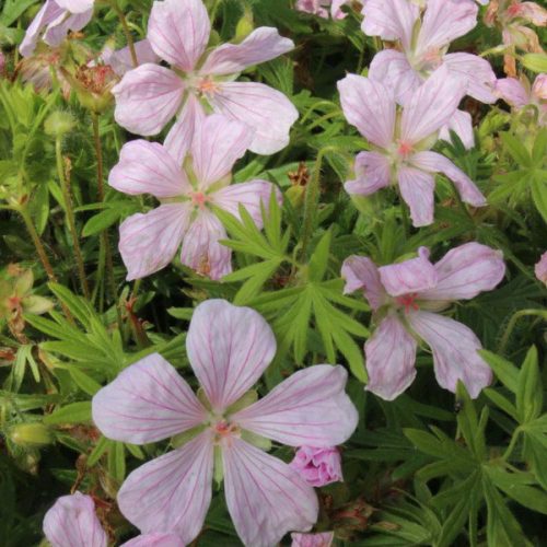 Gólyaorr – Geranium sanguineum 'Pink Pouffe'