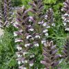 Medveköröm – Acanthus mollis