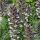 Medveköröm – Acanthus mollis