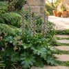 Medveköröm – Acanthus mollis