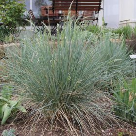   Kék zabfű – Helictotrichon sempervirens 'Saphirsprudel'