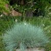 Kék zabfű – Helictotrichon sempervirens 'Saphirsprudel'