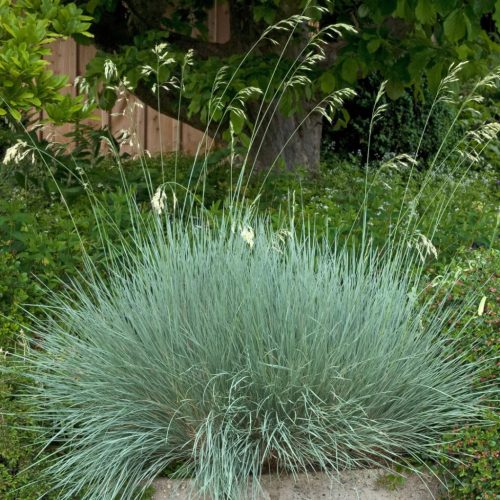 Kék zabfű – Helictotrichon sempervirens 'Saphirsprudel'