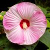 Mocsári hibiszkusz – Hibiscus moscheutos 'Luna Pink Swirl'