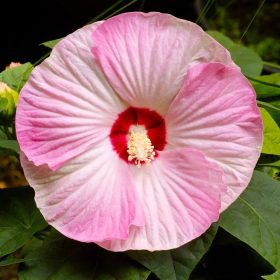   Mocsári hibiszkusz – Hibiscus moscheutos 'Luna Pink Swirl'